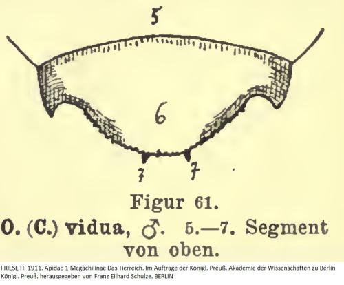 Réf. 299 915 : Osmia signata